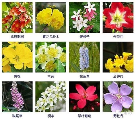 花名 意思